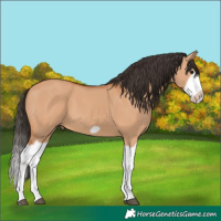 Horse Color:Bay Dun Splash Frame
