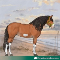 Horse Color:Bay Splash Frame