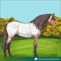 Horse Color:Bay Near Leopard 