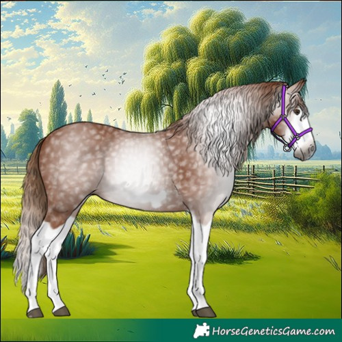 Horse Color:Gray Chestnut Splash Frame
