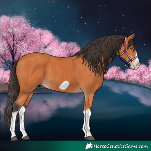Horse Color:Bay Splash Frame