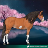 Horse Color:Bay Splash Frame 