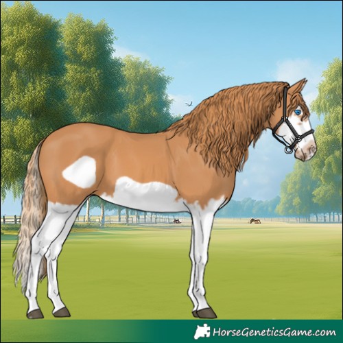 Horse Color:Chestnut Splash Frame 