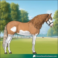Horse Color:Chestnut Splash Frame 