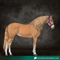 Horse Color:Chestnut Tobiano 
