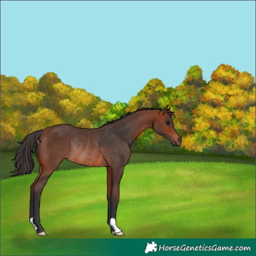 Horse Color:Bay Rabicano