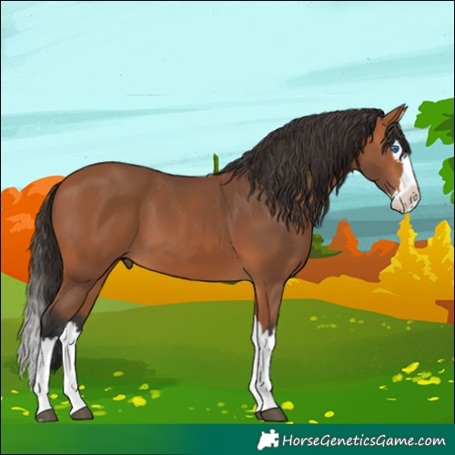 Horse Color:Bay Splash 