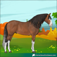 Horse Color:Bay Splash 