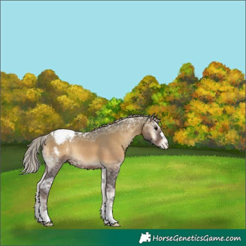 Horse Color:Silver Blue Onyx Ice Appaloosa 