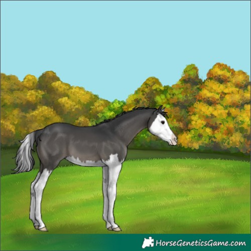 Horse Color:Black Splash 