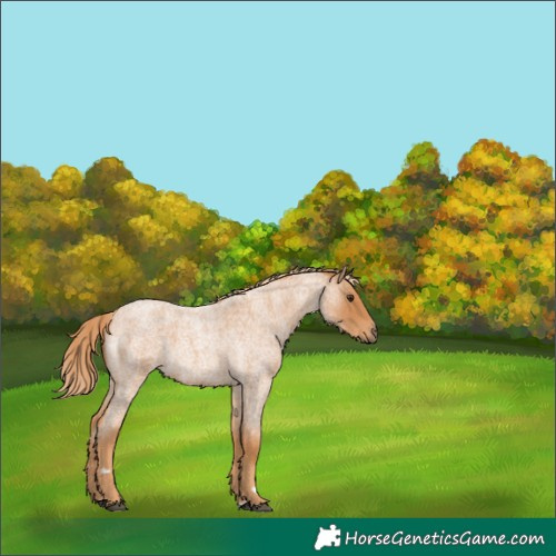Horse Color:Red Roan 