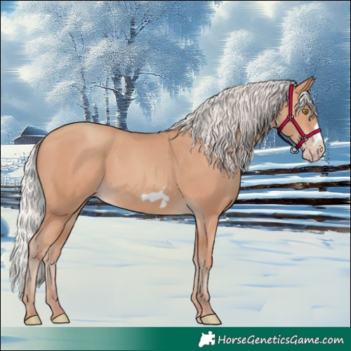 Horse Color:Silver Amber Champagne Frame 