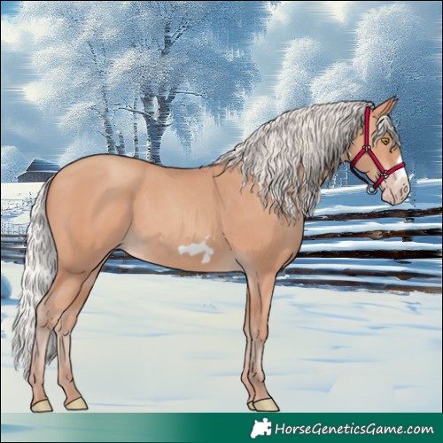 Horse Color:Silver Amber Champagne Frame 
