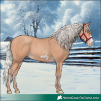 Horse Color:Silver Amber Champagne Frame