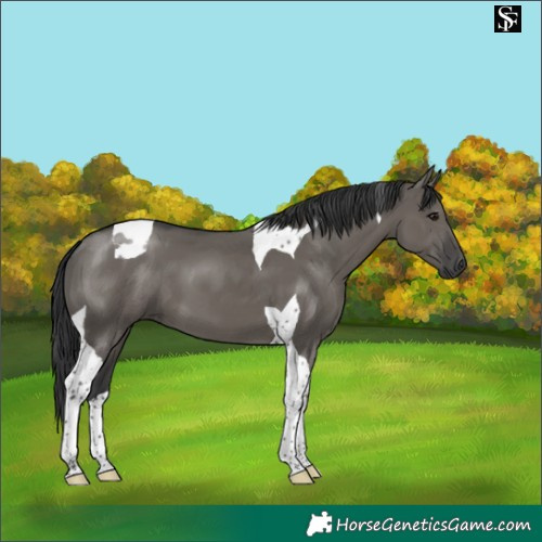 Horse Color:Grullo Tobiano 