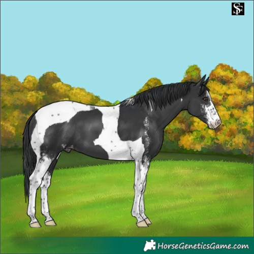 Horse Color:Black Sabino Tobiano Appaloosa 