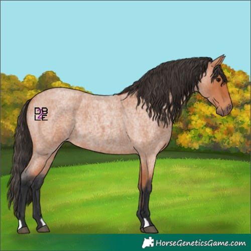 Horse Color:Bay Roan 