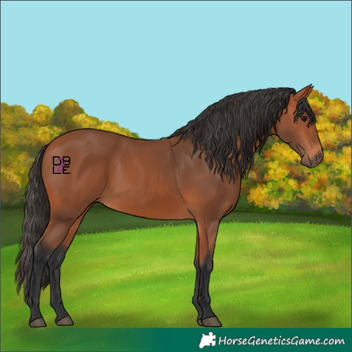 Horse Color:Bay 