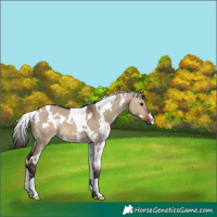 Horse Color:White Spotted Brown Dun 