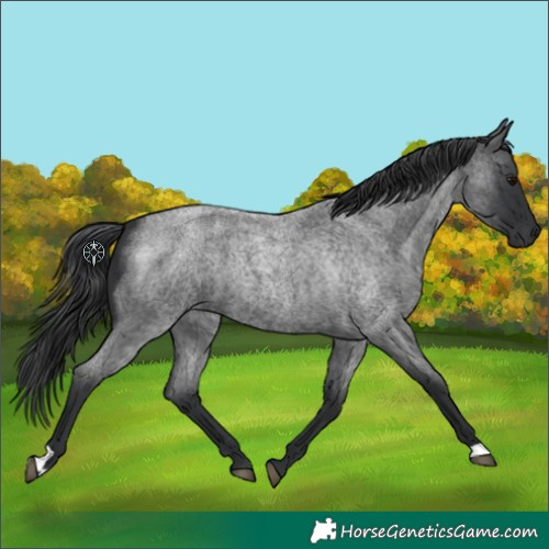 Horse Color:Blue Roan 