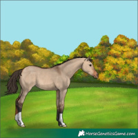 Horse Color:Bay Dun 