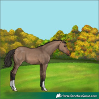 Horse Color:Brown Dun