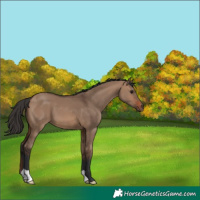 Horse Color:Brown Dun 
