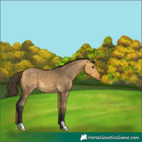 Horse Color:Buckskin Dun 