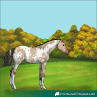 Horse Color:White Spotted Bay Dun 