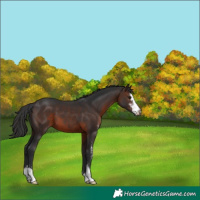 Horse Color:Brown Sabino 