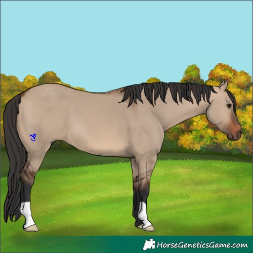 Horse Color:Brown Dun 