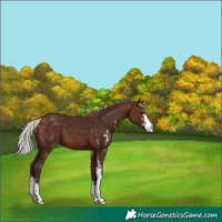 Horse Color:Silver Bay Sabino 