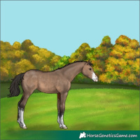 Horse Color:Brown Dun Sabino