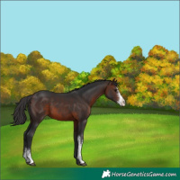 Horse Color:Brown Sabino 