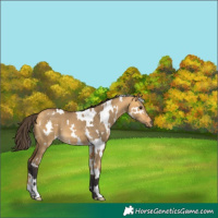 Horse Color:White Spotted Buckskin Dun 