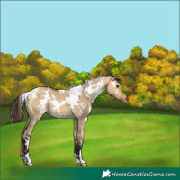 Horse Color:White Spotted Buckskin Dun 