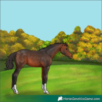 Horse Color:Bay 