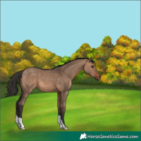 Horse Color:Brown Dun
