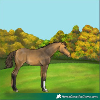 Horse Color:Buckskin