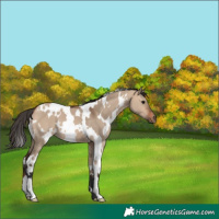 Horse Color:White Spotted Bay Dun