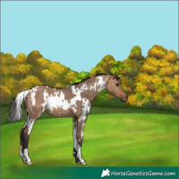 Horse Color:White Spotted Bay Dun