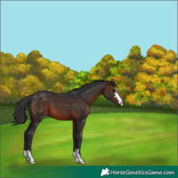 Horse Color:Brown