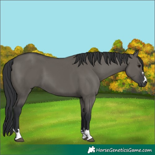Horse Color:Grullo 