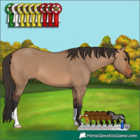 Horse Color:Bay Dun