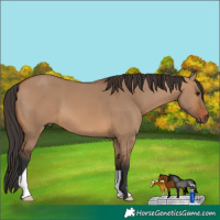 Horse Color:Bay Dun 