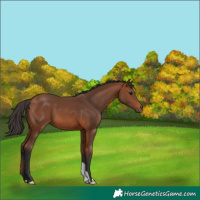 Horse Color:Bay 