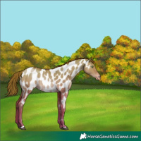Horse Color:Brown Pearl Dun Near Leopard Rabicano