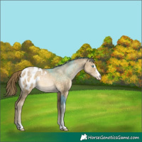 Horse Color:Buckskin Pearl Blanket 