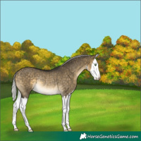 Horse Color:White Spotted Silver Buckskin Dun Splash Rabicano Brindle 