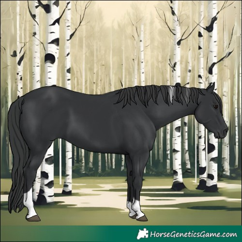 Horse Color:Black Tobiano Rabicano 